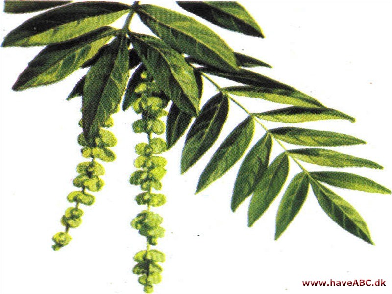 Vingevalnød - Pterocarya fraxinifolia Vingevalnød - Pterocarya fraxinifolia