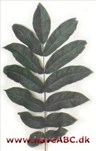 Vingevalnød - Pterocarya fraxinifolia.
