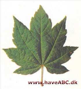 Vinløn - Acer circinatum Vinløn - Acer circinatum