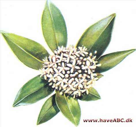 Vinterbær - Skimmia Vinterbær - Skimmia