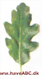 Vintereg - Quercus petraea