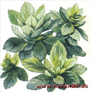 Vinterglans - Pachysandra terminalis Vinterglans - Pachysandra terminalis
