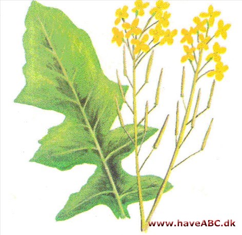 Vinterkarse - Barbarea vulgaris Vinterkarse - Barbarea vulgaris