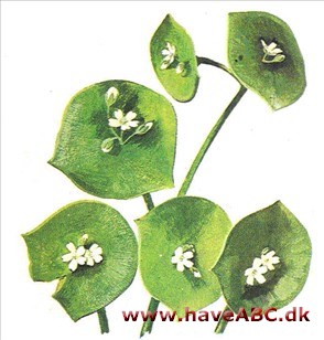 Vinterportulak - Montia perfoliata