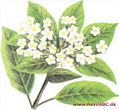 Vintersnebolle - Viburnum tinus Vintersnebolle - Viburnum tinus