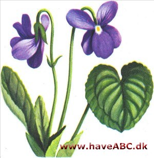 Viol - Viola Viol - Viola