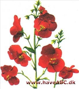 Vippeblomst - Alonsoa Vippeblomst - Alonsoa