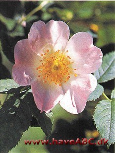 Virginiarose - Rosa virginiana Som navnet antyder, stammer rosen fra det nordøstlige USA. Der forekommer den vildtvoksende, men den er længe blevet anvendt som haverose både i USA og hos os.