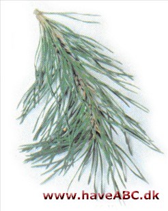 Virginsk fyr - Pinus virginiana