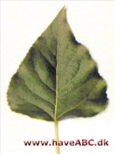 Virginsk poppel - Populus deltoides