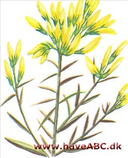 Visse - Genista Visse - Genista