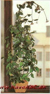 Blomsterne hos voksblomst sidder i flade, tætte skærme, og den blomstrer villigt. Voksblomst stammer fra Australien, Ostindien og Kina, hvor den vokser som en stedsegrøn klatreplante.