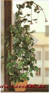 Voksblomst - Hoya carnosa Blomsterne hos voksblomst sidder i flade, tætte skærme, og den blomstrer villigt. Voksblomst stammer fra Australien, Ostindien og Kina, hvor den vokser som en stedsegrøn klatreplante.