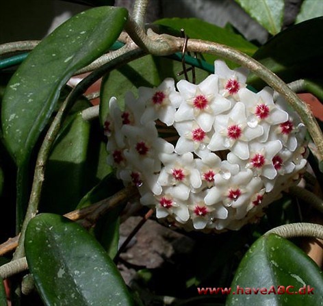 Voksblomst - Hoya Voksblomst - Hoya