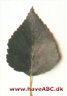 Vortebirk - Betula pendula, syn. Betula verrucosa