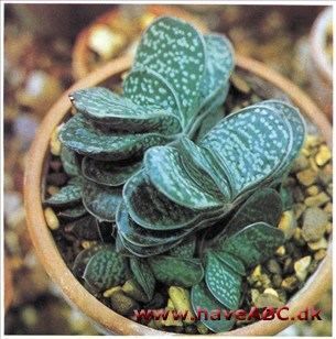 Vorteblad - Gasteria brevifolia Vorteblad - Gasteria brevifolia