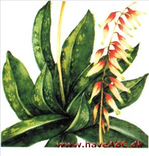 Vorteblad - Gasteria Vorteblad - Gasteria
