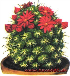 Vortekaktus - Mammillaria Vortekaktus - Mammillaria