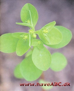 Vortemælk - Euphorbia peplus Vortemælk har allesammen små grønlige blomster, der er omgivet af meget iøjnefaldende højblade. Disse to ukrudtsplanter er enårige, men mange flerårige vortemælk dyrkes som haveplanter