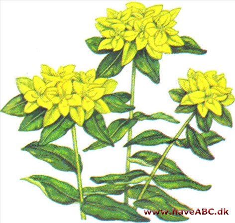 Slægtsnavnet Euphorbia er kendt alle­rede fra oldtiden fra forskellige vorte­mælkarter; det skulle stamme fra kong Juba af Mauritaniens livlæge, der hed Euphorbus. Det danske navn hentyder ...