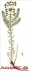 Vortemælk, cypres- vortemælk - Euphorbia cyparissias Vortemælk, cypres- vortemælk - Euphorbia cyparissias