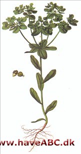 Vortemælk, skærm- vortemælk - Euphorbia helioscopia Vortemælk, skærm- vortemælk - Euphorbia helioscopia
