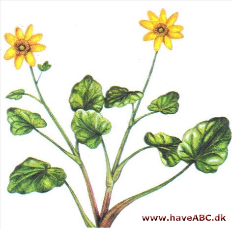 Vorterod - Ranunculus ficaria 2 Vorterod - Ranunculus ficaria 2