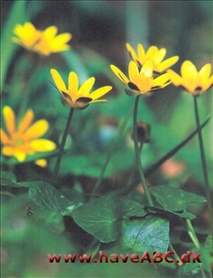 Vorterod - Ranunculus ficaria Vorterod er et af de første tegn på, at nu er vinteren næsten slut.