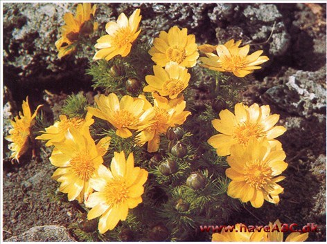 Våradonis - Adonis vernalis † Våradonis - Adonis vernalis †