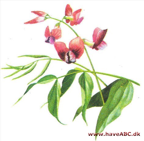 Vårfladbælg - Lathyrus vernus Vårfladbælg - Lathyrus vernus