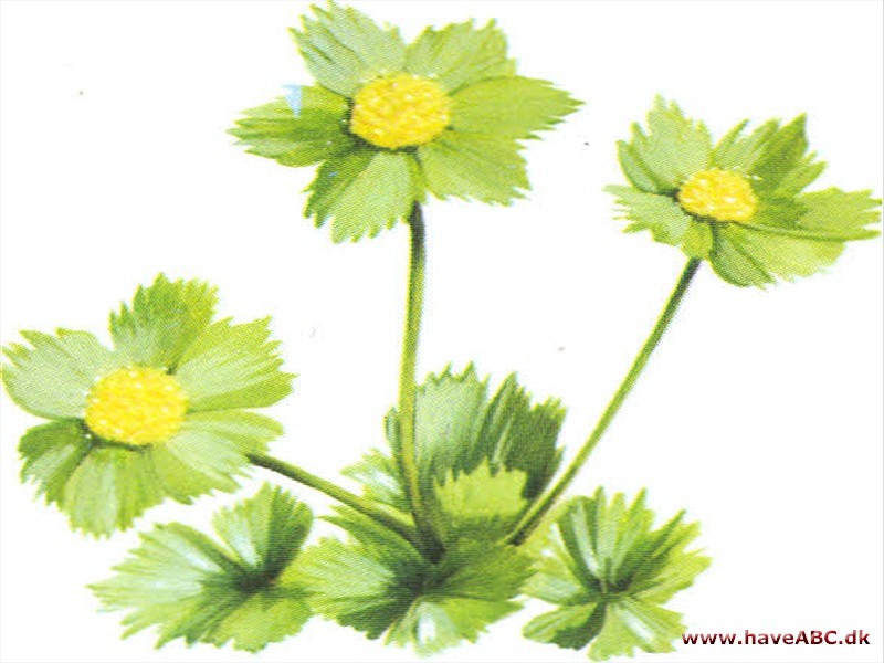 Vårskærm - Hacquetia epipactis Vårskærm - Hacquetia epipactis