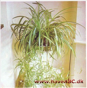 Væddeløber - Chlorophytum capense var. variegatum Væddeløber - Chlorophytum capense var. variegatum