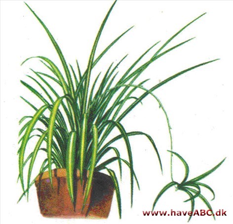 Væddeløber - Chlorophytum comosum Væddeløber - Chlorophytum comosum