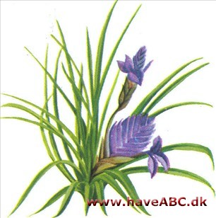 Vægteren i tårnet - Tillandsia Vægteren i tårnet - Tillandsia