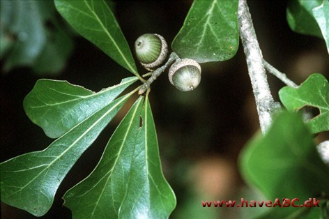 Water oak, Pin Oak - Quercus nigra