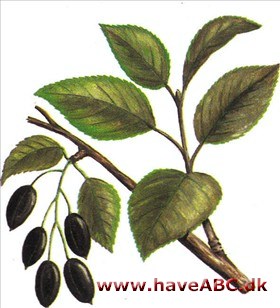 Weichsel - Prunus mahaleb Weichsel - Prunus mahaleb