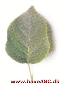 Weichsel - Prunus mahaleb.