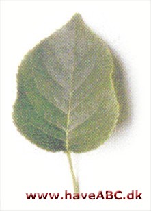 Weichsel - Prunus mahaleb. Weichsel - Prunus mahaleb.