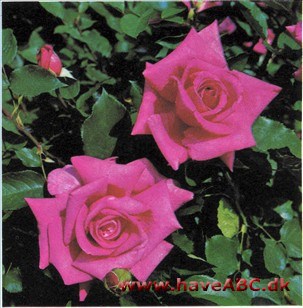 Wendy Cussons er en hårdfør løvfældende staude med mørke/lyserøde gentagne blomster i det meste af vækstsæsonen, der er forår, sommer og hen i efteråret. Blomsterne udsender en stærk behagelig duft.