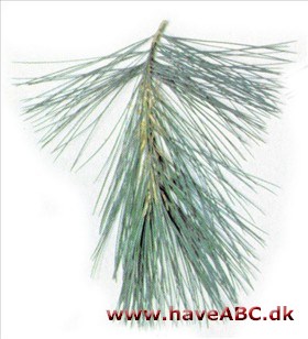 Weymouthfyr - Pinus strobus Weymouthfyr - Pinus strobus