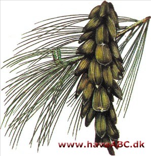 Weymouthsfyr - Pinus strobus