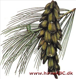 Weymouthsfyr - Pinus strobus Weymouthsfyr - Pinus strobus
