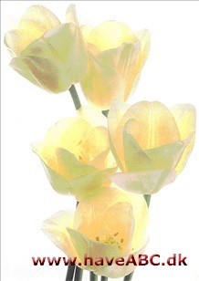 White Dream - Tulipan, Tulipa