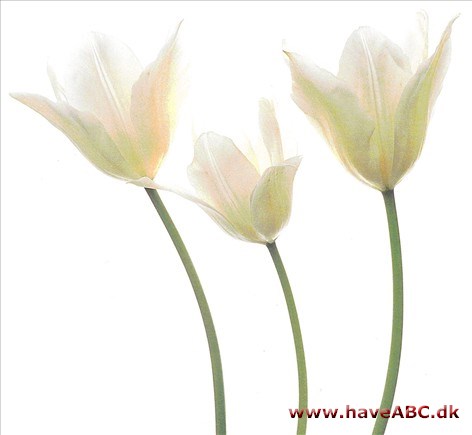 White Triumphator - Tulipan, Tulipa