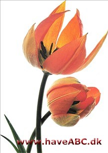 Whittallii - Tulipan, Tulipa Whittallii - Tulipan, Tulipa