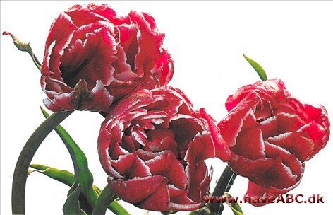 Willemsoord - Tulipan, Tulipa