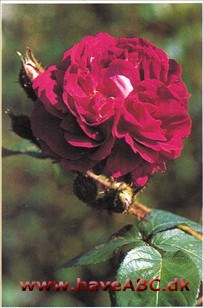 William Lobb - Old Velvet Moss En meget dyrkningsværdig rose, ikke bare for de smukke blomsters skyld. Den er både tålsom og fordringsløs. Og den vokser sig hurtigt ...