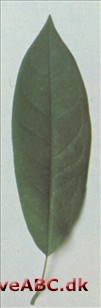 Wilsons magnolie - Magnolia wilsonii Wilsons magnolie - Magnolia wilsonii