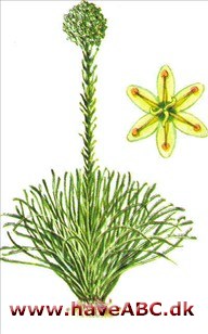 Xerophyllum - Xerophyllum asphodeloides Xerophyllum - Xerophyllum asphodeloides