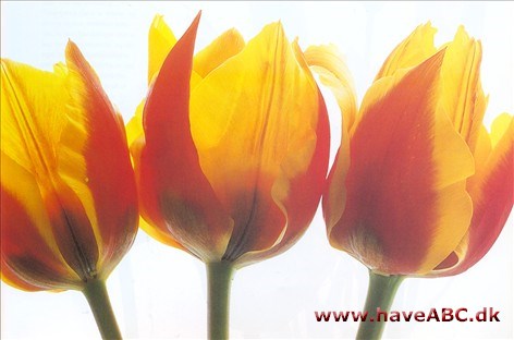 Yellow Dawn - Tulipan, Tulipa